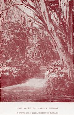 Une alle du Jardin d'Essai.