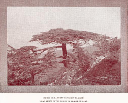 Cdres de la fort de Teniet-el-Haad
