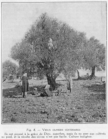 Fig. 5. - VIEUX OLIVIERS CENTENAIRES ls ont pouss  la grce de Dieu, superbes, mais ils ne sont pas cultivs au pied, et la rcolte des olives n'est pas acile. Culture indigne.