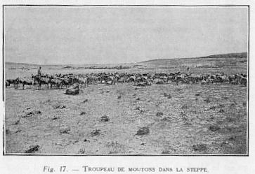 Fig. 17 - TROUPEAU DE MOUTONS DANS LA STEPPE.