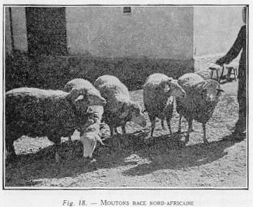 Fig. 18 - MOUTONS RACE NORD-AFRICAINE