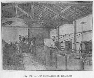 Fig. 20 - UNE DISTILLERIE DE GRANIUMS