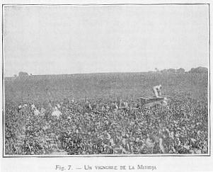 Fig. 7. - UN VIGNOBLE DE LA MITIDJA