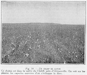 Fig. 14. - UN CHAMP DE COTON - Ce champ est dans la valle du Chliff, prs d'Orlansville. On voit sur les plantes les capsules ouvertes d'o s'chappe la fibre.