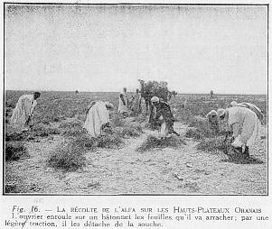 Fig. 16. - LA RCOLTE DE L'ALFA SUR LES HAUTS-PLATEAUX ORANAIS L'ouvrier enroule sur un btonnet les feuilles. qu'il va arracher; par une lgre traction, il les dtache de la souche.