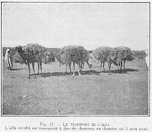 Fig. 17. - LE TRANSPORT DE L'ALFA - L'alfa rcolt est transport  dos de chameau au chantier o il sera pes.