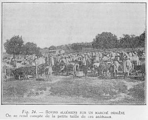 Fig. 24. - BOVINS ALGRIENS SUR UN MARCH INDIGNE On se rend compte de la petite taille de ces animaux.