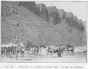 Fig. 25. - TROUPEAU DE CHAMEAUX D'UNE TRIBU TOUAREG DU HOGGAR