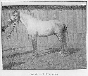 Fig. 26. -- CHEVAL BARBE